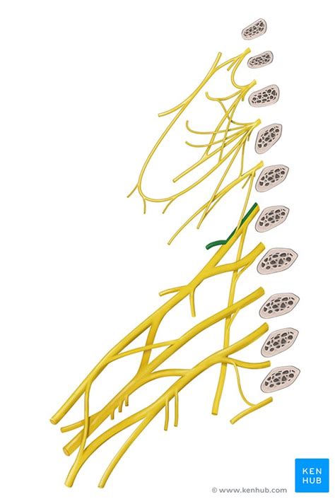 Nervus dorsalis scapulae: Anatomie, Verlauf und。